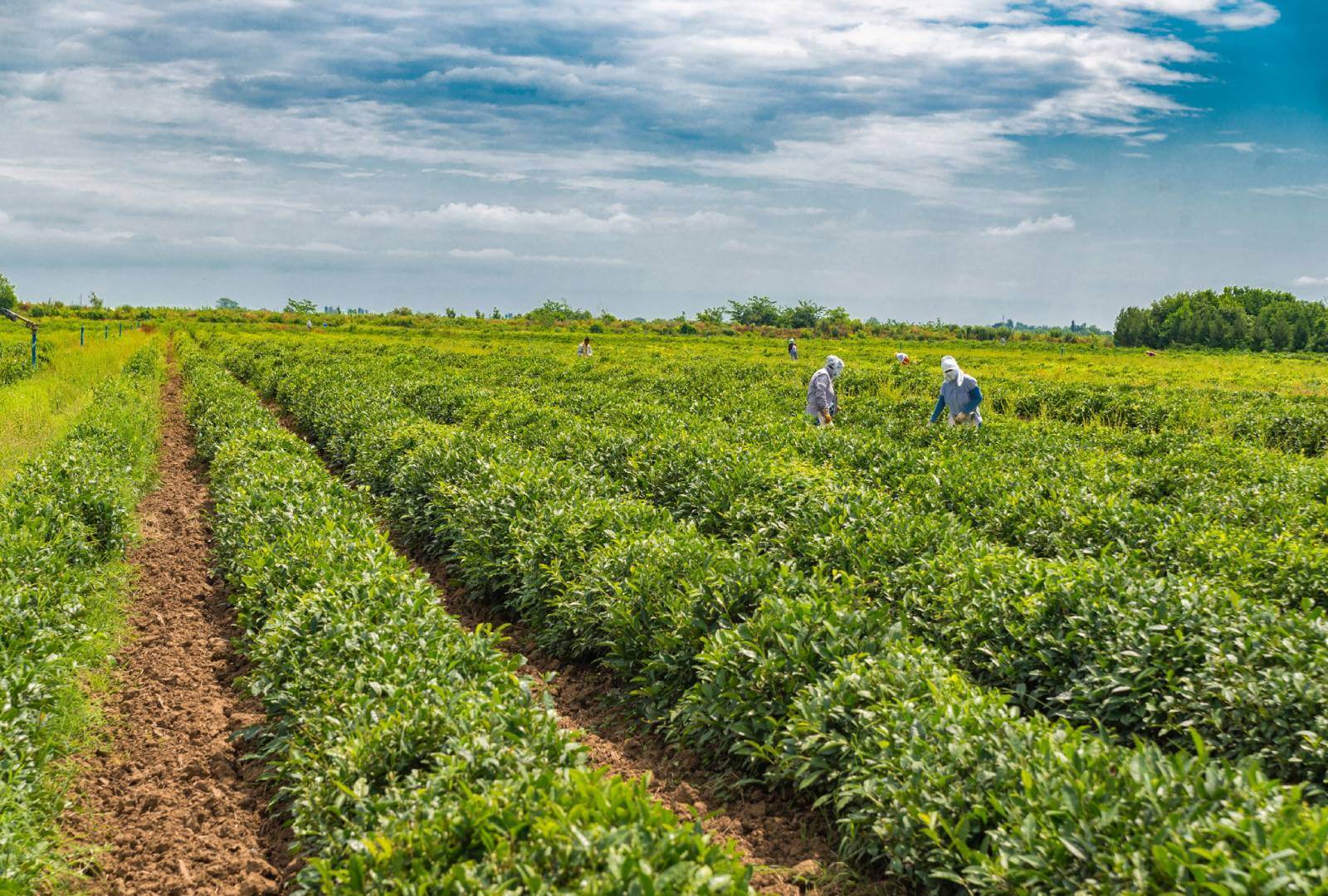 Azerbaijan's Green Treasure - Discover the Beauty of Tea Plantations in Lankaran