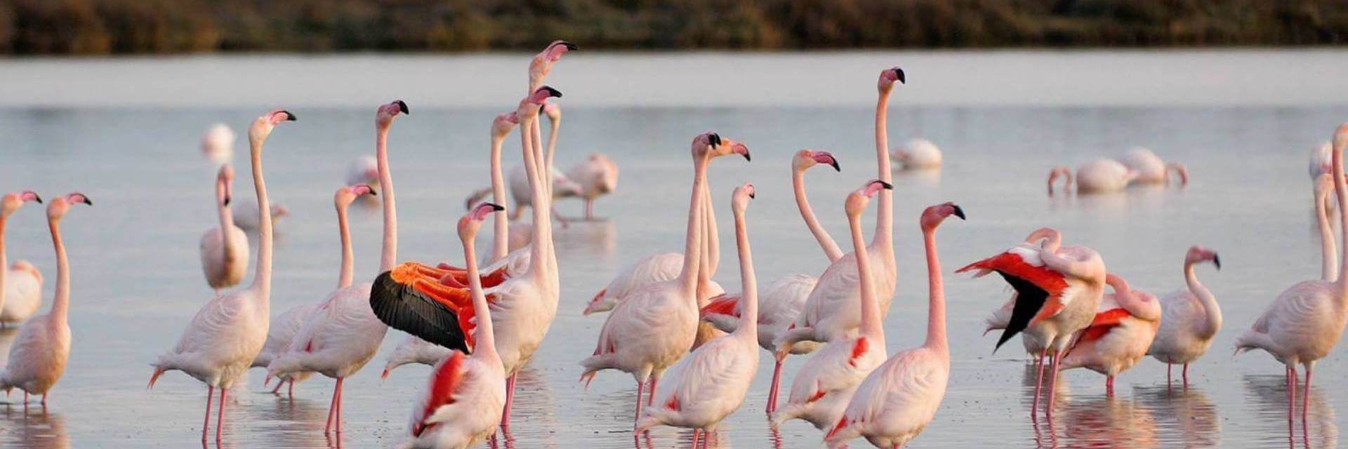 Discover Flamingos in Azerbaijan: Gizilaghaj State Nature Reserve Tour