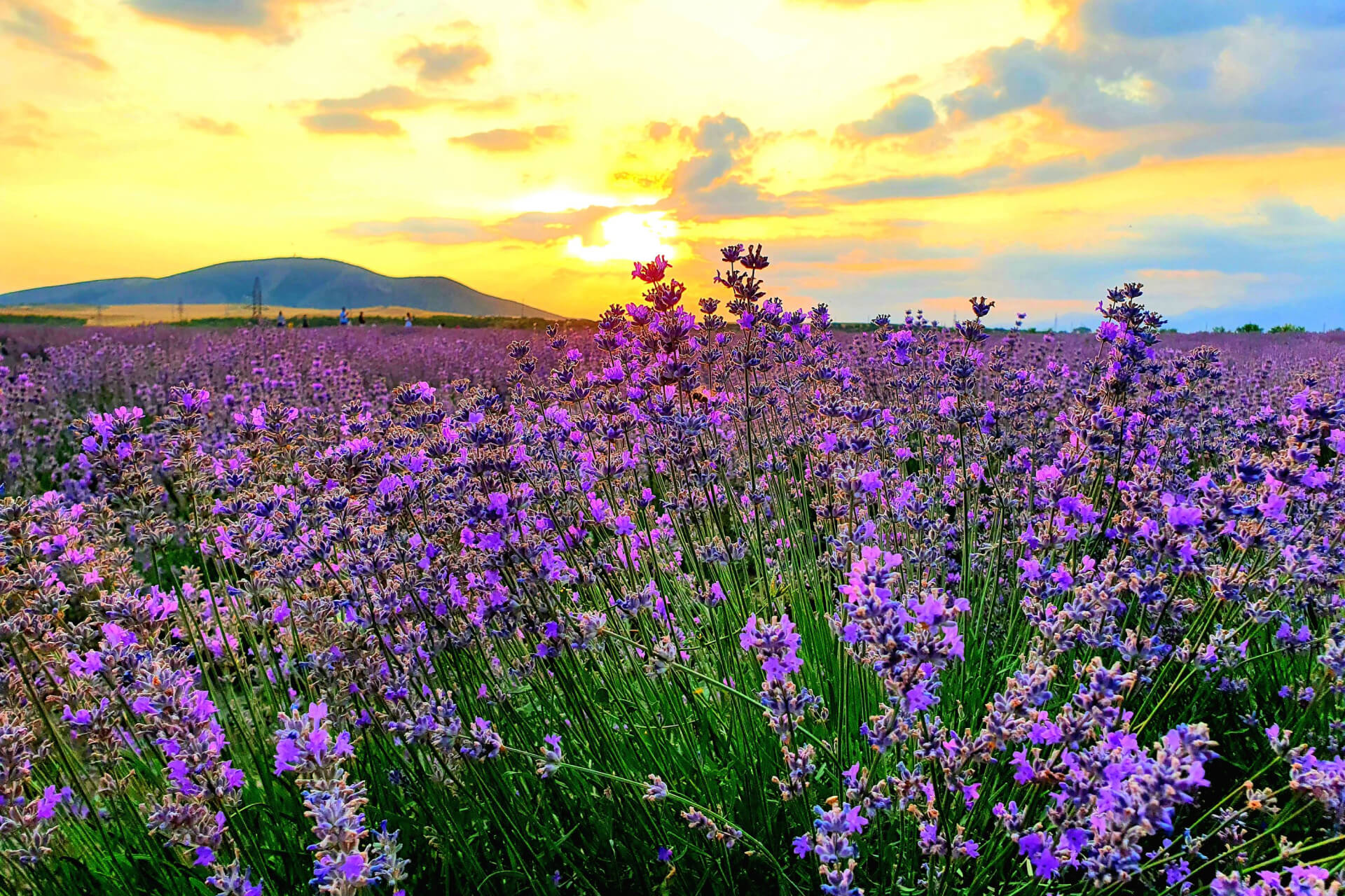 Lavender Fields of Gabala