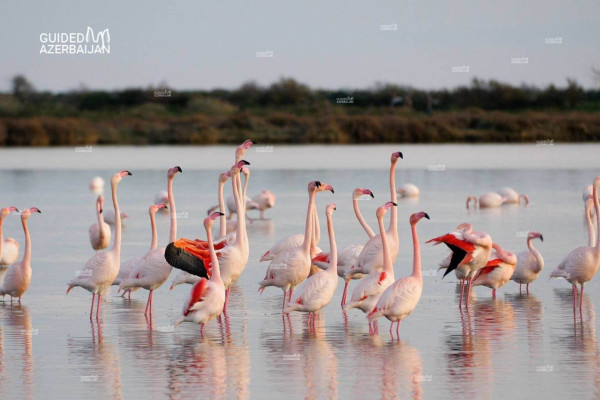 Discover Flamingos in Azerbaijan: Gizilaghaj State Nature Reserve Tour