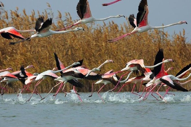 Birdwatching in Shirvan National Park
