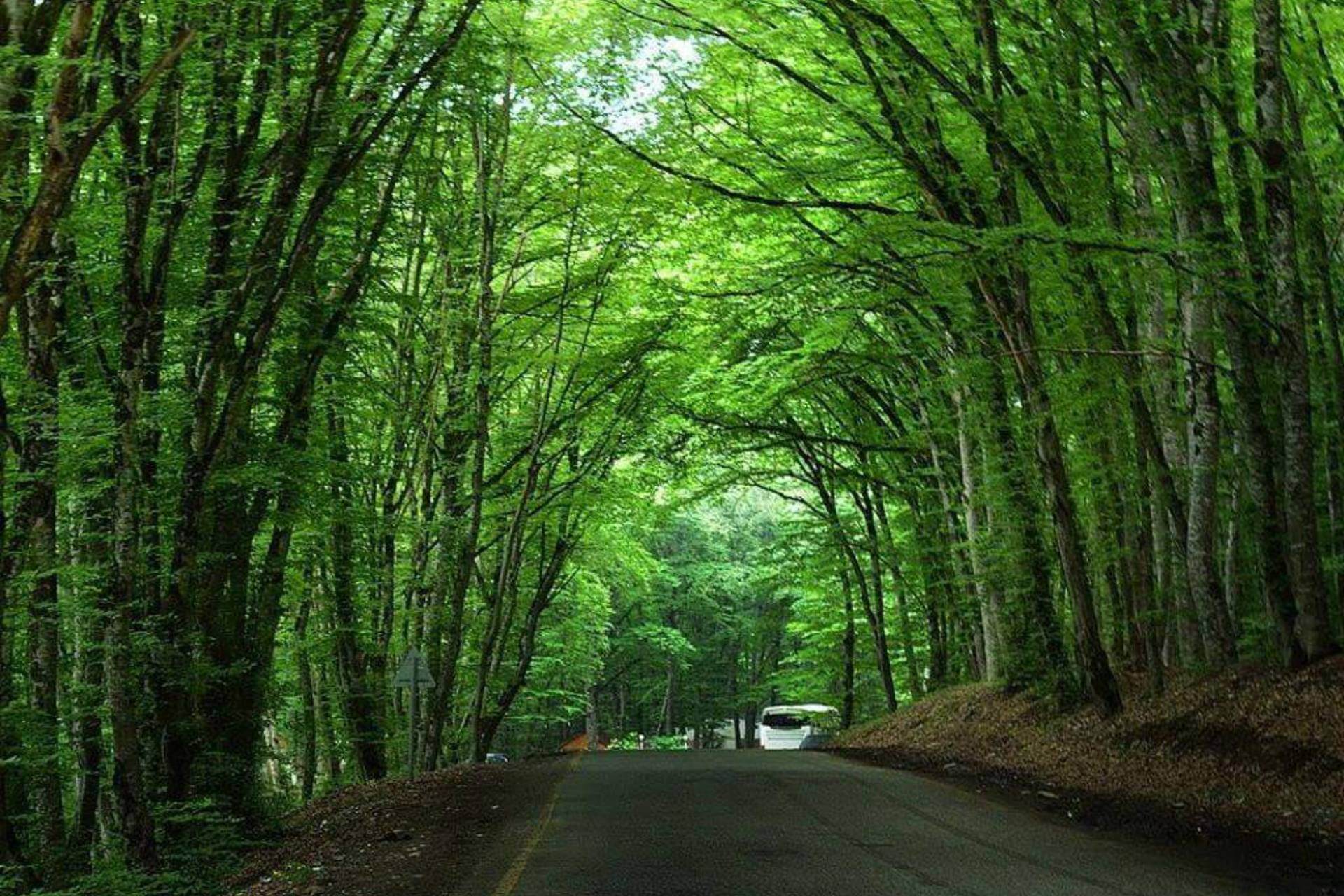 Explore Gachrash Forest – A Hidden Gem in Azerbaijan for Nature Lovers