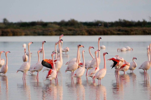 Discover Flamingos in Azerbaijan: Gizilaghaj State Nature Reserve Tour