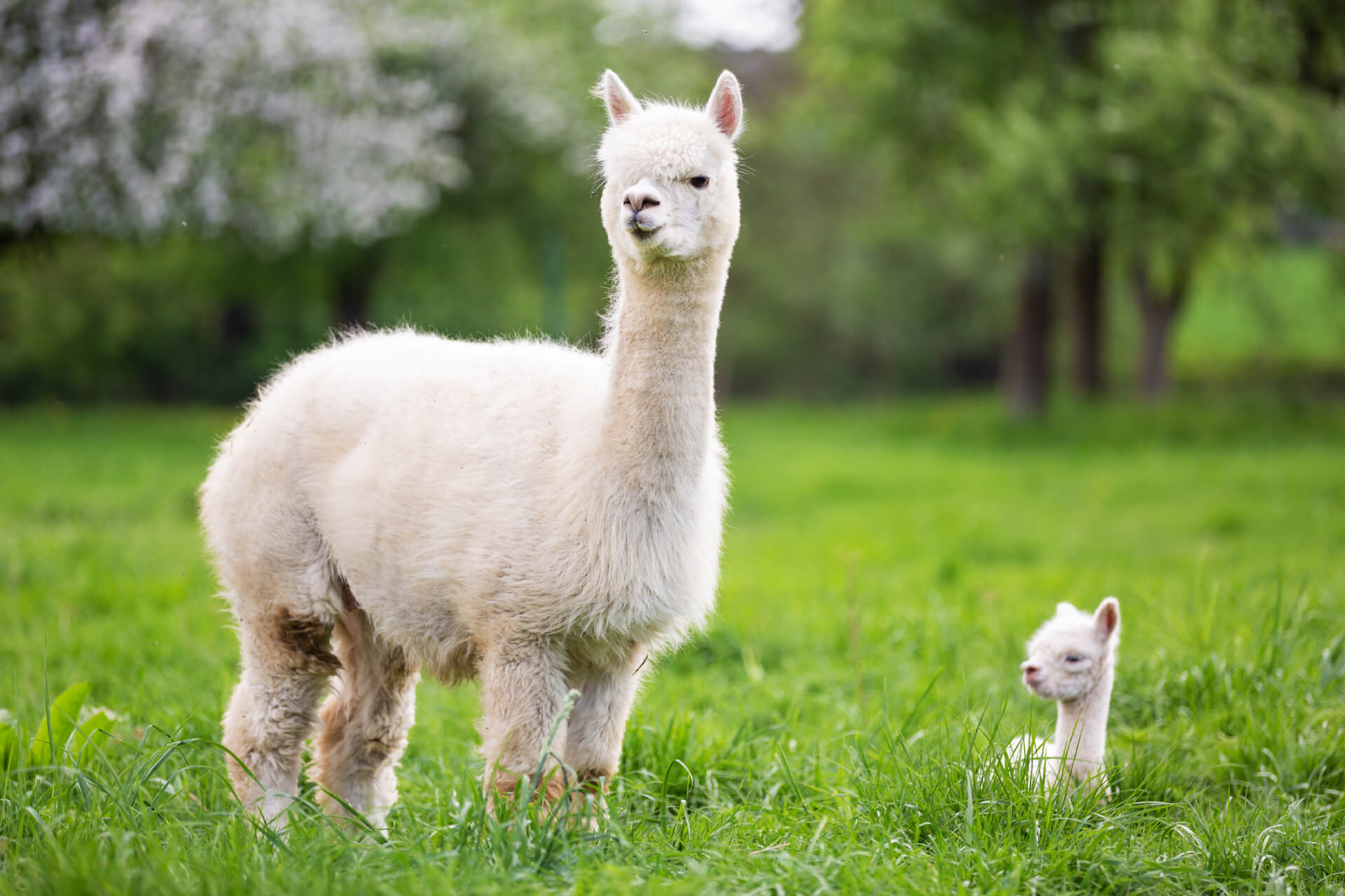 Alpaca Experience in Azerbaijan - Visit the Alpaca Farm
