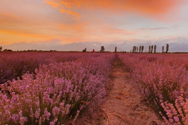 Lavender Tours in Gabala