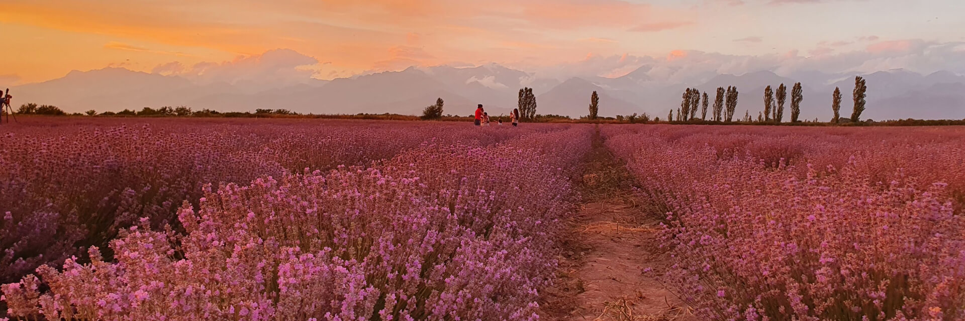 Lavender Tours in Gabala