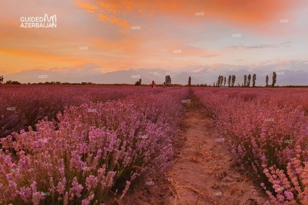 Lavender Tours in Gabala